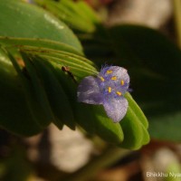 <i>Cyanotis cristata</i>  (L.) D.Don